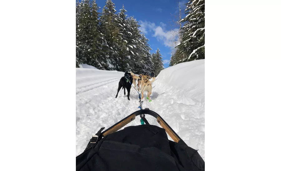 NFA members dogsledding