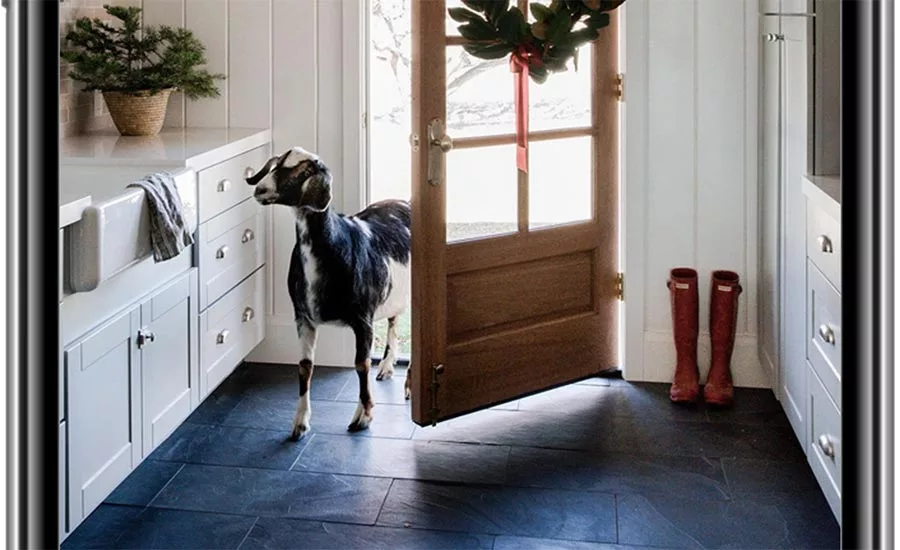 pet-friendly flooring