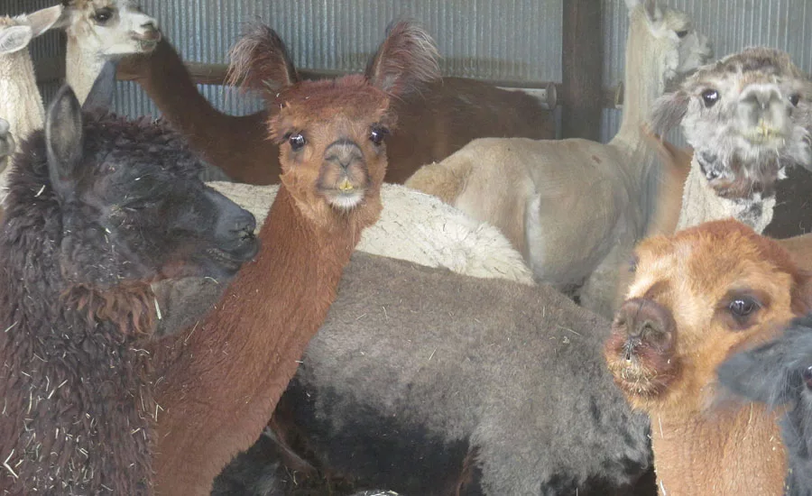 alpacas