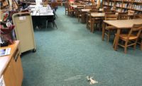 library carpet before renovation