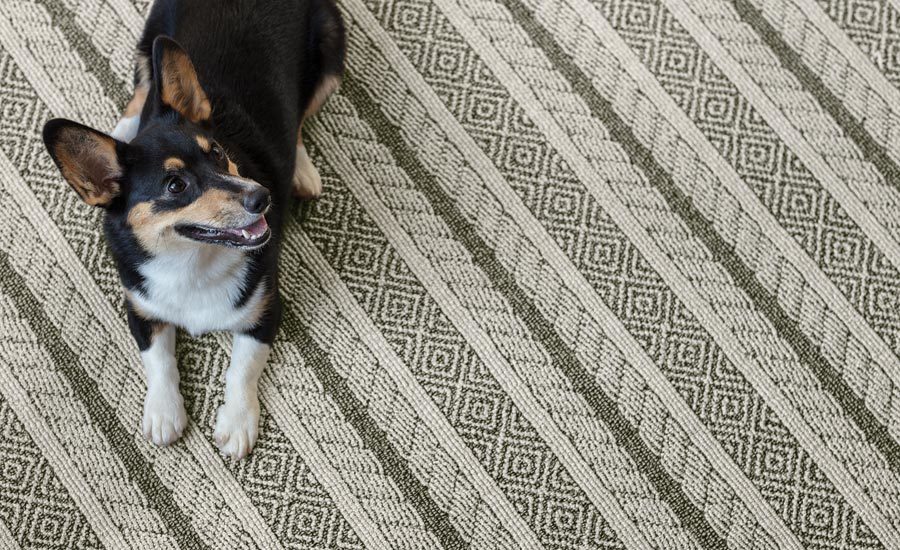 Unleashed New Pet Friendly Flooring By Anderson Tuftex 2019 01 11 Floor Trends Installation