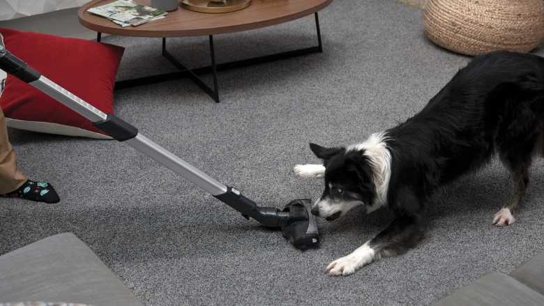Mohawk Partners with Kristin Levine for National Pet Month.jpg