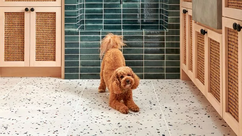 Daltile National Pet Day